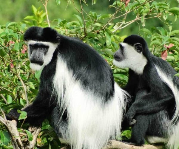 Monkey-in-Arusa-national-park-1024x682