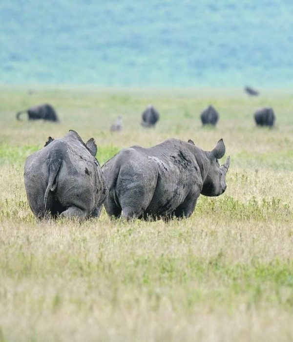 Ngorongoro-Eco-Life-1024x768