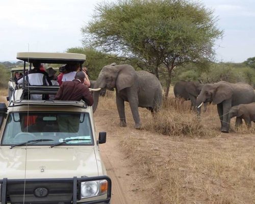 Tarangire-National-Park-Eco-life