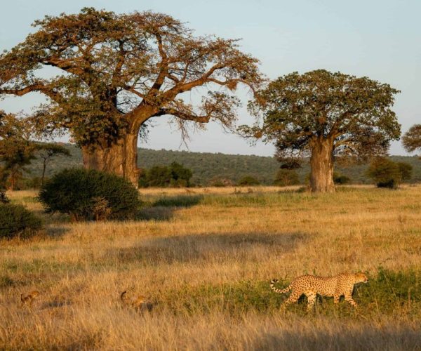 boaba-tree-3-1024x683