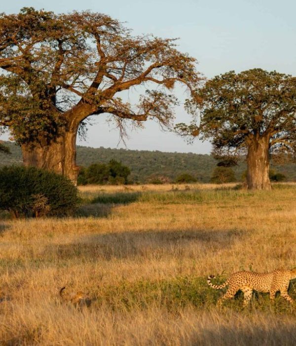 boaba-tree-3-1024x683