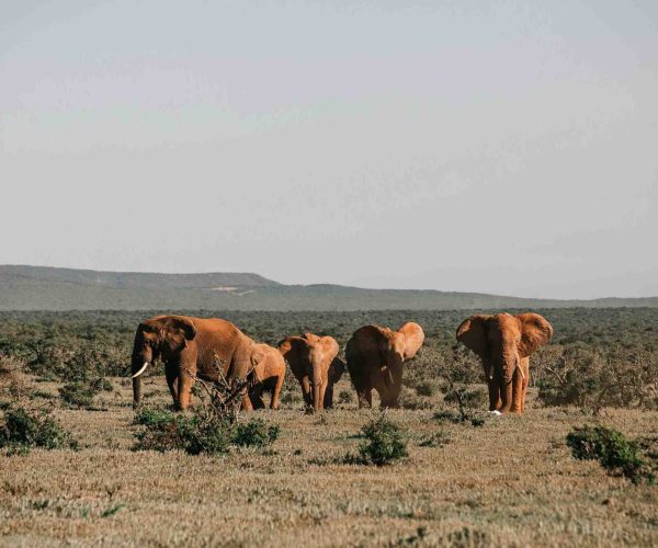 tarangire-national-park-scaled